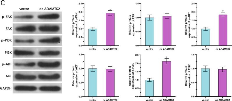 Fig.5.C showing Western Blotting from the publication: ADAMTS2 drives prostate cancer progression by activating FAK/PI3K/AKT signaling and suppressing ferroptosis via COL1A1.