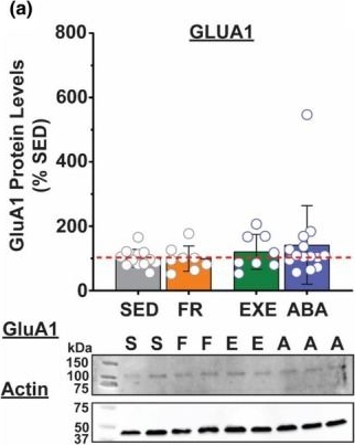 Fig.2.A showing Western Blotting in a Mus musculus (House mouse) sample from the publication: Activity-based anorexia enhances glutamatergic synaptic transmission and neuronal excitability within the nucleus accumbens of female mice.