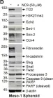 Fig.4.D showing Western Blotting in a Mus musculus (House mouse) sample from the publication: Transglutaminase is a mesothelioma cancer stem cell survival protein that is required for tumor formation.