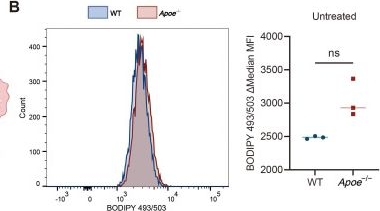 Fig.7.B showing Flow cytometry/Cell sorting from the publication: APOE-associated lipid-handling macrophages in hepatocellular carcinoma: ligand-receptor communication and host Apoe-linked myeloid remodeling.