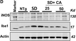 Fig.2.D showing Western Blotting in a Mus musculus (House mouse) sample from the publication: Cinnamic acid, a natural plant compound, exhibits neuroprotection in a mouse model of Sandhoff disease via PPARα.