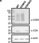 Fig.1.B showing Western Blotting in a Homo sapiens (Human) sample from the publication: Lack of involvement of CD63 and CD9 tetraspanins in the extracellular vesicle content delivery process.