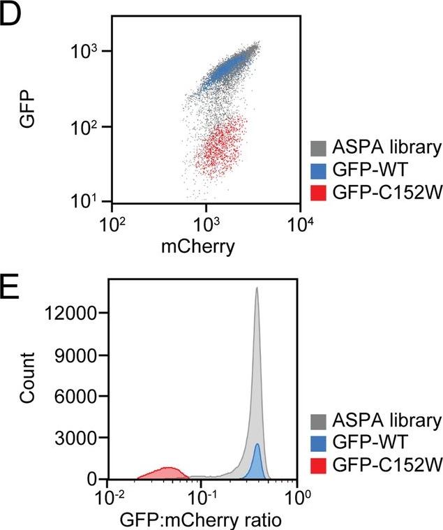 Fig.1.D showing Flow cytometry/Cell sorting in a Homo sapiens (Human) sample from the publication: Deep mutational scanning reveals a correlation between degradation and toxicity of thousands of aspartoacylase variants.