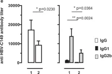 Fig.7.E showing Enzyme-linked immunosorbent assay in a Mus musculus (House mouse) sample from the publication: Cationic domains in particle-forming and assembly-deficient HBV core antigens capture mammalian RNA that stimulates Th1-biased antibody responses by DNA vaccination.
