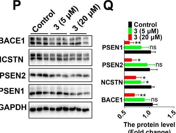 Fig.7.P showing Western Blotting from the publication: New Monoterpenoid Indole Alkaloids from Tabernaemontana crassa Inhibit β-Amyloid42 Production and Phospho-Tau (Thr217).