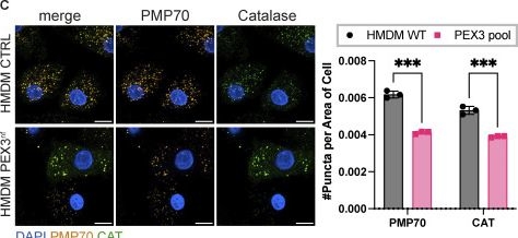 Fig.5.C showing Immunocytochemistry-immunofluorescence from the publication: Peroxisomal ROS control cytosolic Mycobacterium tuberculosis replication in human macrophages.