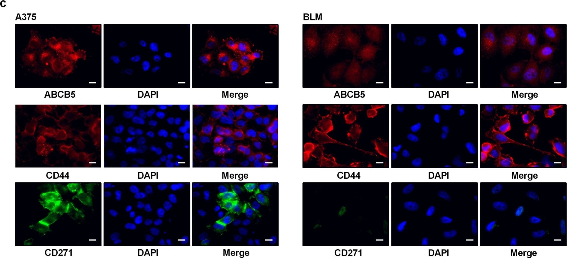 Fig.1.C showing Immunocytochemistry-immunofluorescence in a Homo sapiens (Human) sample from the publication: Targeting melanoma stem cells with the Vitamin E derivative δ-tocotrienol.
