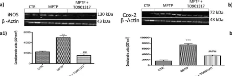 Fig.5.A showing Western Blotting from the publication: Liver X receptors activation, through TO901317 binding, reduces neuroinflammation in Parkinson's disease.