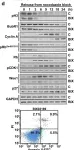 Fig.5.D showing Western Blotting from the publication: Clinical, genetic and pharmacological data support targeting the MEK5/ERK5 module in lung cancer.