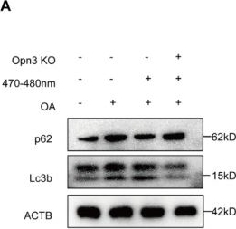 Fig.5.A showing Western Blotting in a Mus musculus (House mouse) sample from the publication: Opn3 Drives Blue-Light-Induced Reduction in Lipid Droplets and Antiviral Defense.
