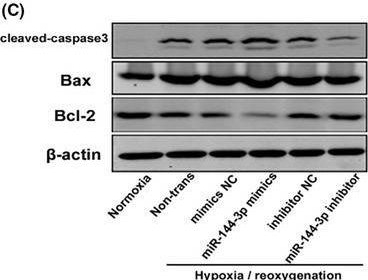 Fig.3.C showing Western Blotting in a Mus musculus (House mouse) sample from the publication: LncRNA TUG1 attenuates ischaemia-reperfusion-induced apoptosis of renal tubular epithelial cells by sponging miR-144-3p via targeting Nrf2.