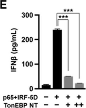Fig.4.E showing Enzyme-linked immunosorbent assay from the publication: A Gain-of-Function Cleavage of TonEBP by Coronavirus NSP5 to Suppress IFN-β Expression.