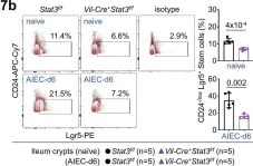 Fig.7.B showing Flow cytometry/Cell sorting in a Mus musculus (House mouse) sample from the publication: IL-22 initiates an IL-18-dependent epithelial response circuit to enforce intestinal host defence.