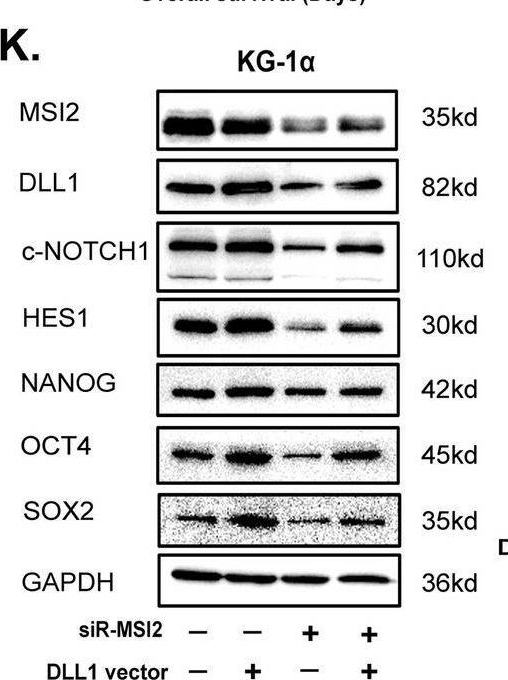 Fig.3.K showing Western Blotting from the publication: MicroRNA-143 acts as a tumor suppressor through Musashi-2/DLL1/Notch1 and Musashi-2/Snail1/MMPs axes in acute myeloid leukemia.