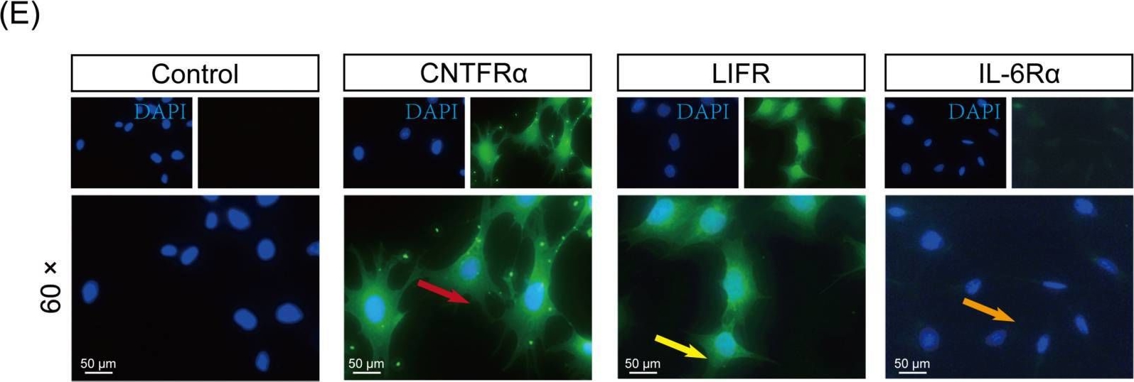 Fig.1.E showing Immunocytochemistry-immunofluorescence from the publication: Ciliary Neurotrophic Factor (CNTF) and Its Receptors Signal Regulate Cementoblasts Apoptosis through a Mechanism of ERK1/2 and Caspases Signaling.