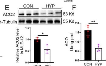 Fig.2.E showing Western Blotting in a Mus musculus (House mouse) sample from the publication: SLC25A28 Ameliorates Hyperoxic Lung Injury by Improving Mitochondrial Oxidative Phosphorylation in Alveolar Epithelial Cells.