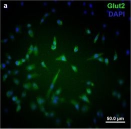 Fig.5.A showing Immunocytochemistry-immunofluorescence in a Danio rerio (Zebrafish) sample from the publication: FGF21 Mimics a Fasting-Induced Metabolic State and Increases Appetite in Zebrafish.