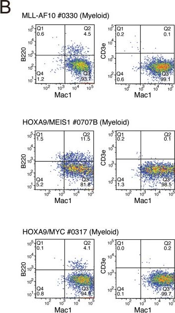 Fig.4.B showing Flow cytometry/Cell sorting in a Mus musculus (House mouse) sample from the publication: HOXA9 promotes MYC-mediated leukemogenesis by maintaining gene expression for multiple anti-apoptotic pathways.