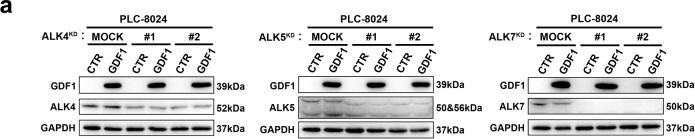 Fig.4.A showing Western Blotting from the publication: Growth differentiation factor 1-induced tumour plasticity provides a therapeutic window for immunotherapy in hepatocellular carcinoma.