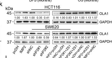 Fig.4.K showing Western Blotting from the publication: N6-methyladenosine reader IMP2 stabilizes the ZFAS1/OLA1 axis and activates the Warburg effect: implication in colorectal cancer.