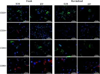 Fig.7.A showing Immunocytochemistry in a Canis lupus familiaris (Domestic dog) sample from the publication: Effects of Cryopreservation on Canine Multipotent Stromal Cells from Subcutaneous and Infrapatellar Adipose Tissue.