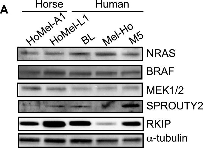 Fig.3.A showing Western Blotting in an Equus caballus (Horse) sample from the publication: Constitutive activation of the ERK pathway in melanoma and skin melanocytes in Grey horses.