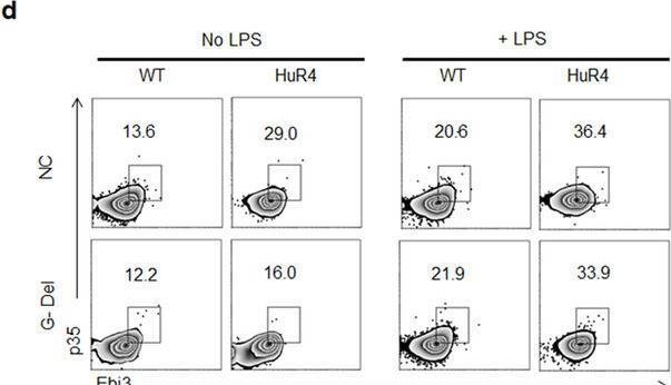 Fig.4.D showing Flow cytometry/Cell sorting in a Mus musculus (House mouse) sample from the publication: Gut microbiota-derived metabolite 3-idoleacetic acid together with LPS induces IL-35+ B cell generation.