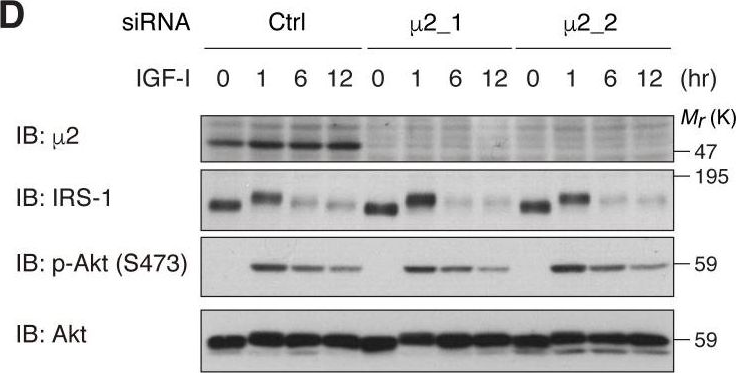 Fig.7.D showing Western Blotting in a Homo sapiens (Human) sample from the publication: IRS-1 acts as an endocytic regulator of IGF-I receptor to facilitate sustained IGF signaling.