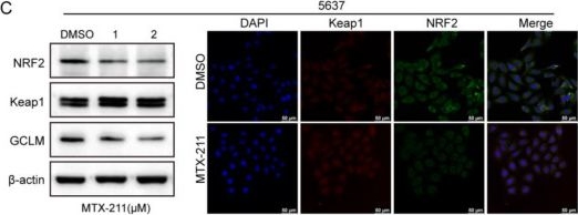 Fig.5.C showing Immunocytochemistry-immunofluorescence in a Homo sapiens (Human) sample from the publication: MTX-211 Inhibits GSH Synthesis through Keap1/NRF2/GCLM Axis and Exerts Antitumor Effects in Bladder Cancer.