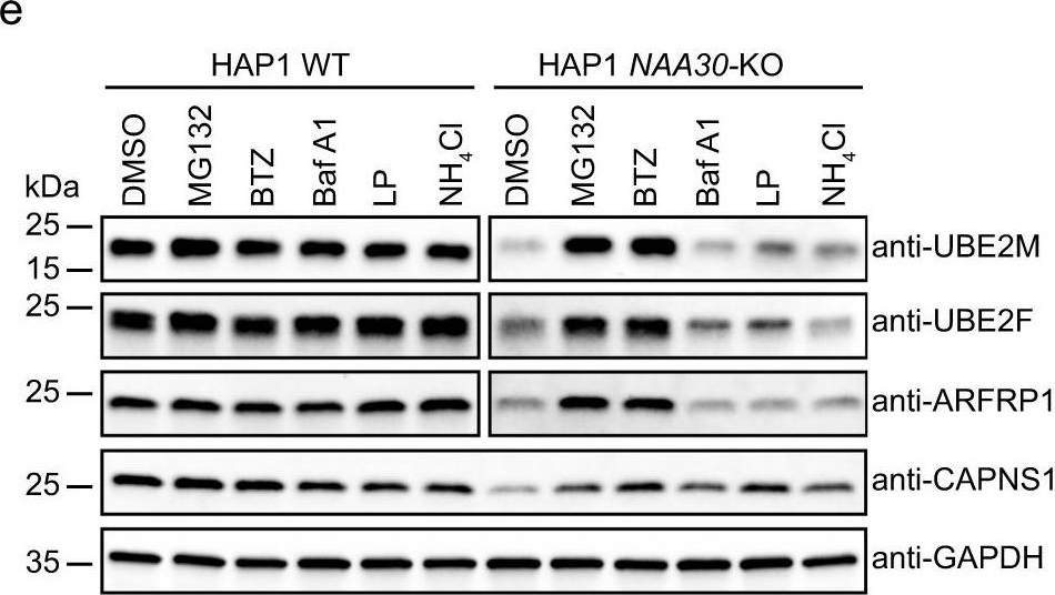 Fig.3.E showing Western Blotting in a Homo sapiens (Human) sample from the publication: N-terminal acetylation shields proteins from degradation and promotes age-dependent motility and longevity.