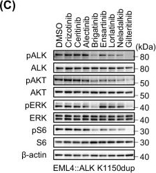 Fig.3.C showing Western Blotting in a Mus musculus (House mouse) sample from the publication: The novel ALK K1150dup mutation mediates resistance to frontline lorlatinib and retains sensitivity to gilteritinib.