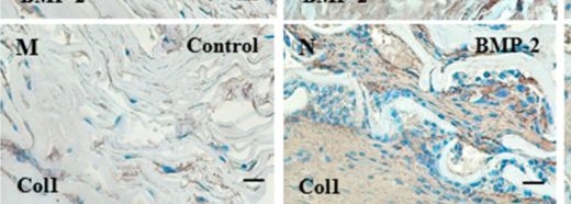 Fig.9.M showing Immunohistochemistry from the publication: Bioactive Carbon Dots from Clove Residue: Synthesis, Characterization, and Osteogenic Properties.
