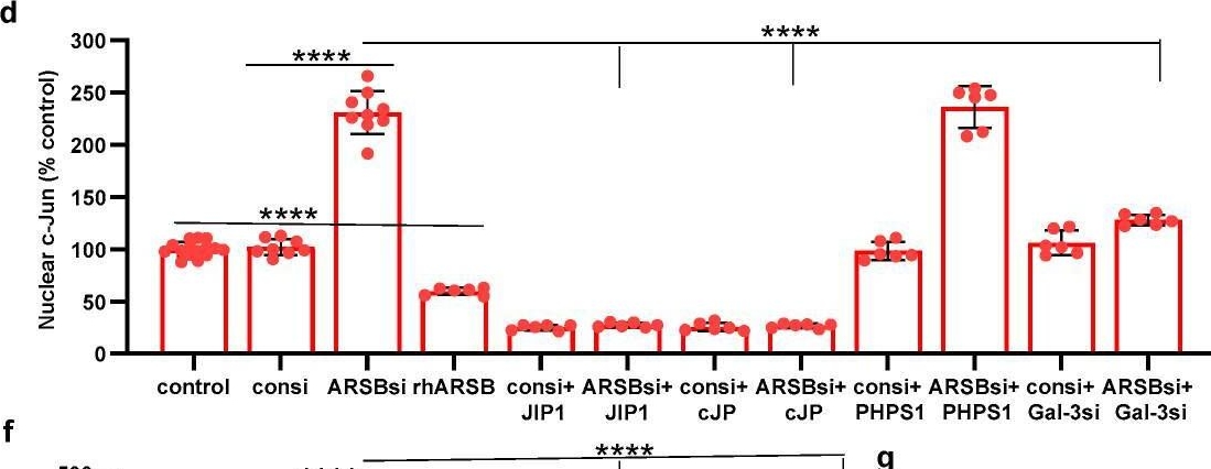 Fig.3.D from the publication: N-Acetylgalactosamine-4-sulfatase (Arylsulfatase B) Regulates PD-L1 Expression in Melanoma by an HDAC3-Mediated Epigenetic Mechanism.