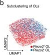 Fig.1.B showing Flow cytometry/Cell sorting from the publication: Oligodendrocyte Piezo2 is a regulator of age-dependent myelin integrity and dysregulated in multiple sclerosis.