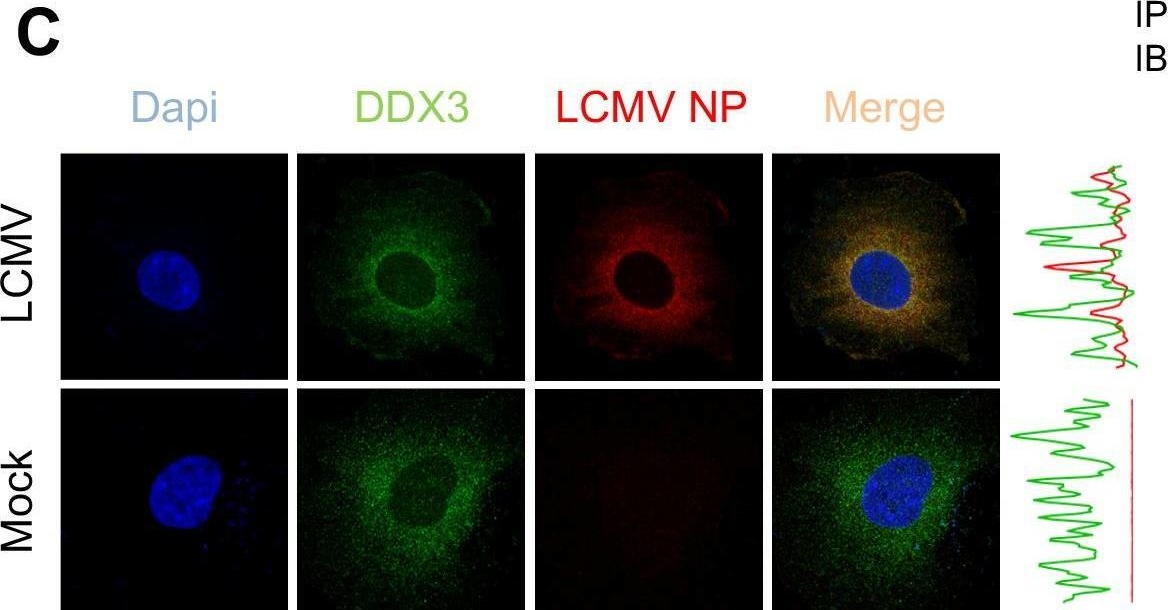 Fig.1.C showing Immunocytochemistry-immunofluorescence in a Homo sapiens (Human) sample from the publication: DDX3 suppresses type I interferons and favors viral replication during Arenavirus infection.