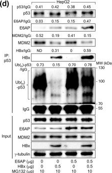 Fig.2.D showing Western Blotting from the publication: Hepatitis B virus X protein induces E6-associated protein-mediated proteasomal degradation of p53 phosphorylated at Ser-15.