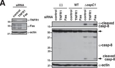 Fig.1.A showing Western Blotting from the publication: Shigella type-III secretion system effectors counteract the induction of host inflammation and cell death.