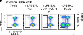 Fig.3.C showing Flow cytometry/Cell sorting in a Homo sapiens (Human) sample from the publication: Lipopolysaccharide inhalation recruits monocytes and dendritic cell subsets to the alveolar airspace.