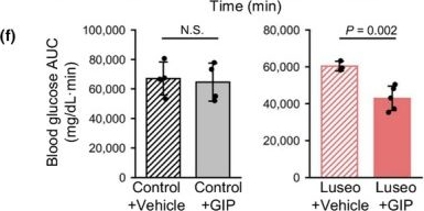 Fig.1.F from the publication: Luseogliflozin restores GIP responsiveness in diabetic male mice with preserved β-cell function.