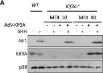 Fig.2.A showing Western Blotting from the publication: Activation of the Gi protein-RHOA axis by non-canonical Hedgehog signaling is independent of primary cilia.