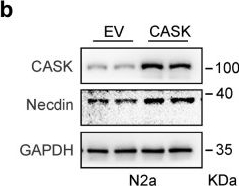 Fig.5.B showing Western Blotting from the publication: CNTNAP2 intracellular domain (CICD) generated by γ-secretase cleavage improves autism-related behaviors.