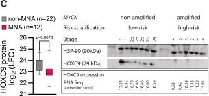 Fig.2.C showing Western Blotting from the publication: METTL3/MYCN cooperation drives neural crest differentiation and provides therapeutic vulnerability in neuroblastoma.