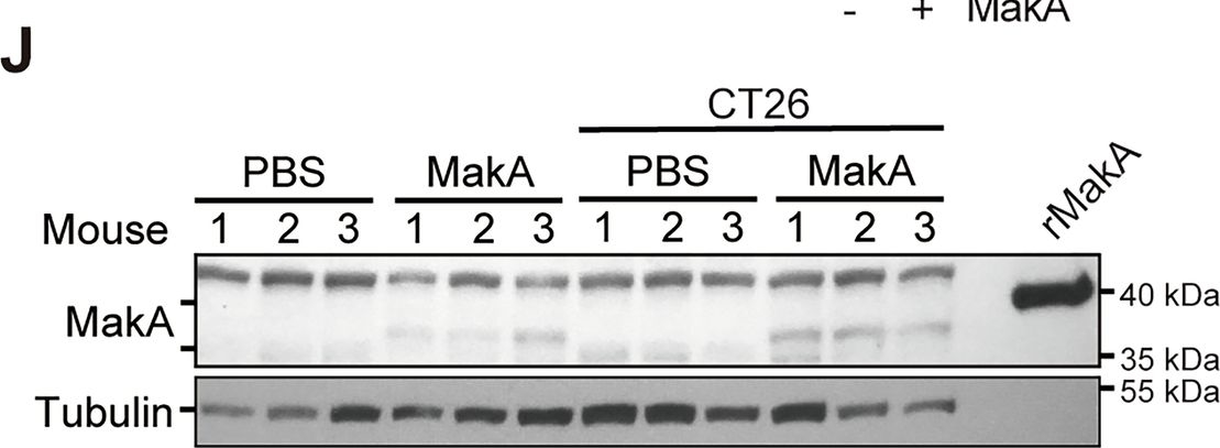 Fig.2.J showing Western Blotting in a Mus musculus (House mouse) sample from the publication: A bacterial toxin as a novel anti-cancer drug modulating the tumor-microenvironment.