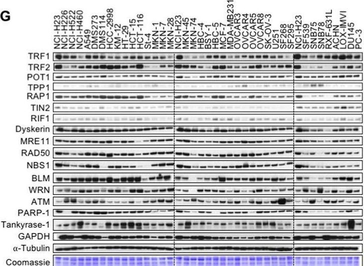 Fig.1.G showing Western Blotting from the publication: Cell-based chemical fingerprinting identifies telomeres and lamin A as modifiers of DNA damage response in cancer cells.