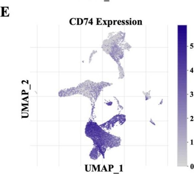 Fig.6.E showing Flow cytometry/Cell sorting in a Homo sapiens (Human) sample from the publication: CD74 facilitates immunotherapy response by shaping the tumor microenvironment of hepatocellular carcinoma.