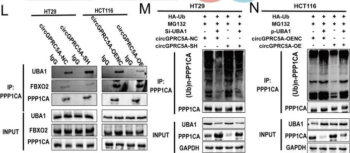 Fig.6.L showing Western Blotting from the publication: CircGPRC5A enhances colorectal cancer progress by stabilizing PPP1CA and inducing YAP dephosphorylation.