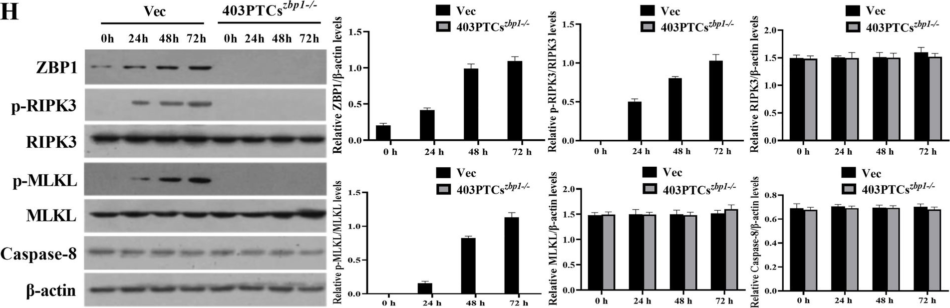 Fig.2.H showing Western Blotting in a Sus scrofa (Wild pig) sample from the publication: Porcine parvovirus infection induces necroptosis of porcine placental trophoblast cells via a ZBP1-mediated pathway.