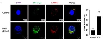 Fig.2.E showing Immunocytochemistry-immunofluorescence from the publication: Pyrimethamine Inhibits Human Ovarian Cancer by Triggering Lethal Mitophagy via Activating the p38/JNK/ERK Pathway.