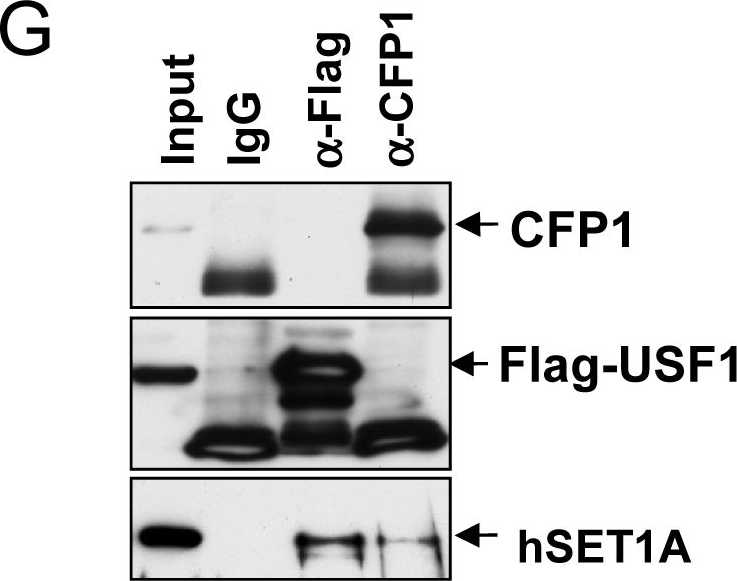 Fig.1.G showing Western Blotting in a Homo sapiens (Human) sample from the publication: USF1 and hSET1A mediated epigenetic modifications regulate lineage differentiation and HoxB4 transcription.