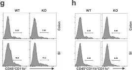 Fig.5.G showing Flow cytometry/Cell sorting in a Homo sapiens (Human) sample from the publication: SCGN deficiency results in colitis susceptibility.